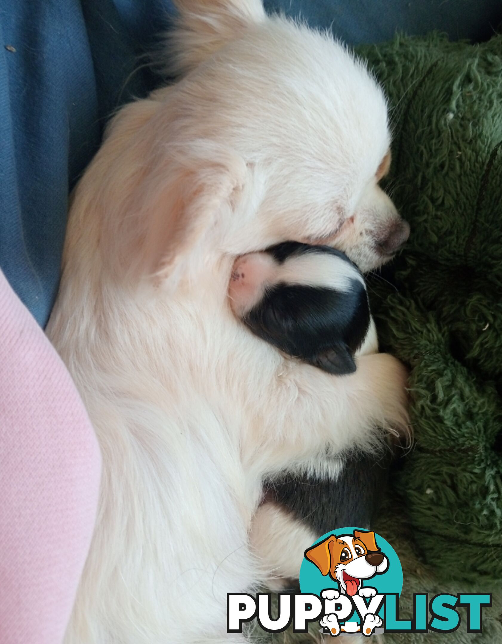 Extra small Applehead Chihuahua puppy!!