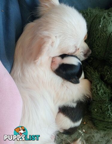 Extra small Applehead Chihuahua puppy!!