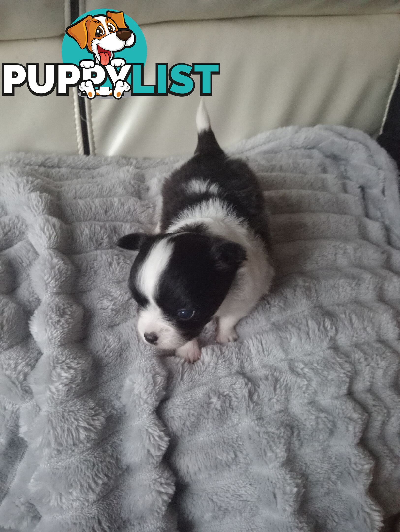 Extra small Applehead Chihuahua puppy!!