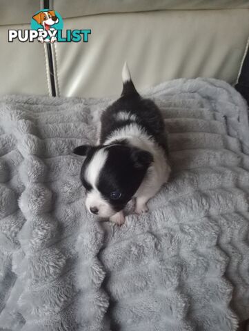 Extra small Applehead Chihuahua puppy!!
