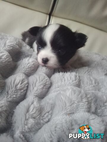 Extra small Applehead Chihuahua puppy!!