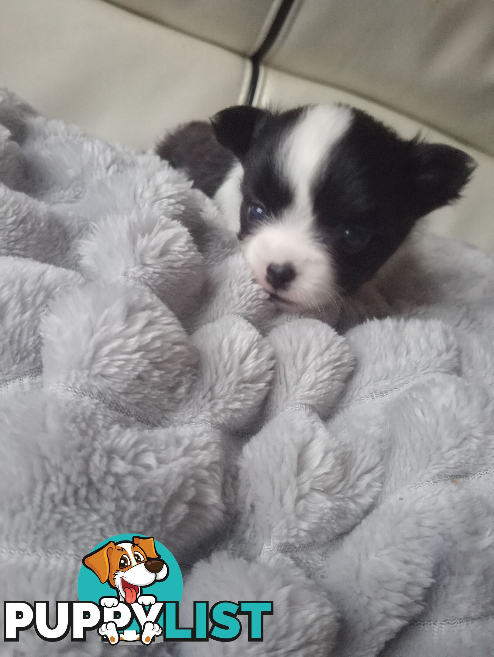 Extra small Applehead Chihuahua puppy!!