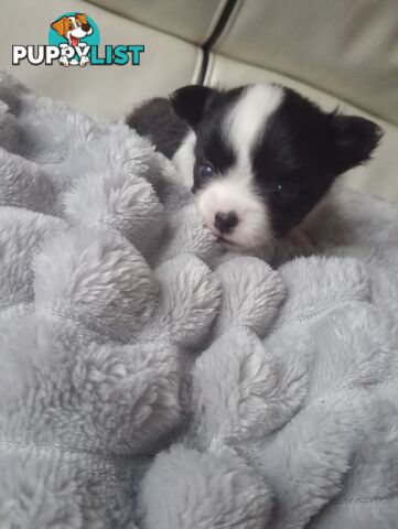 Extra small Applehead Chihuahua puppy!!