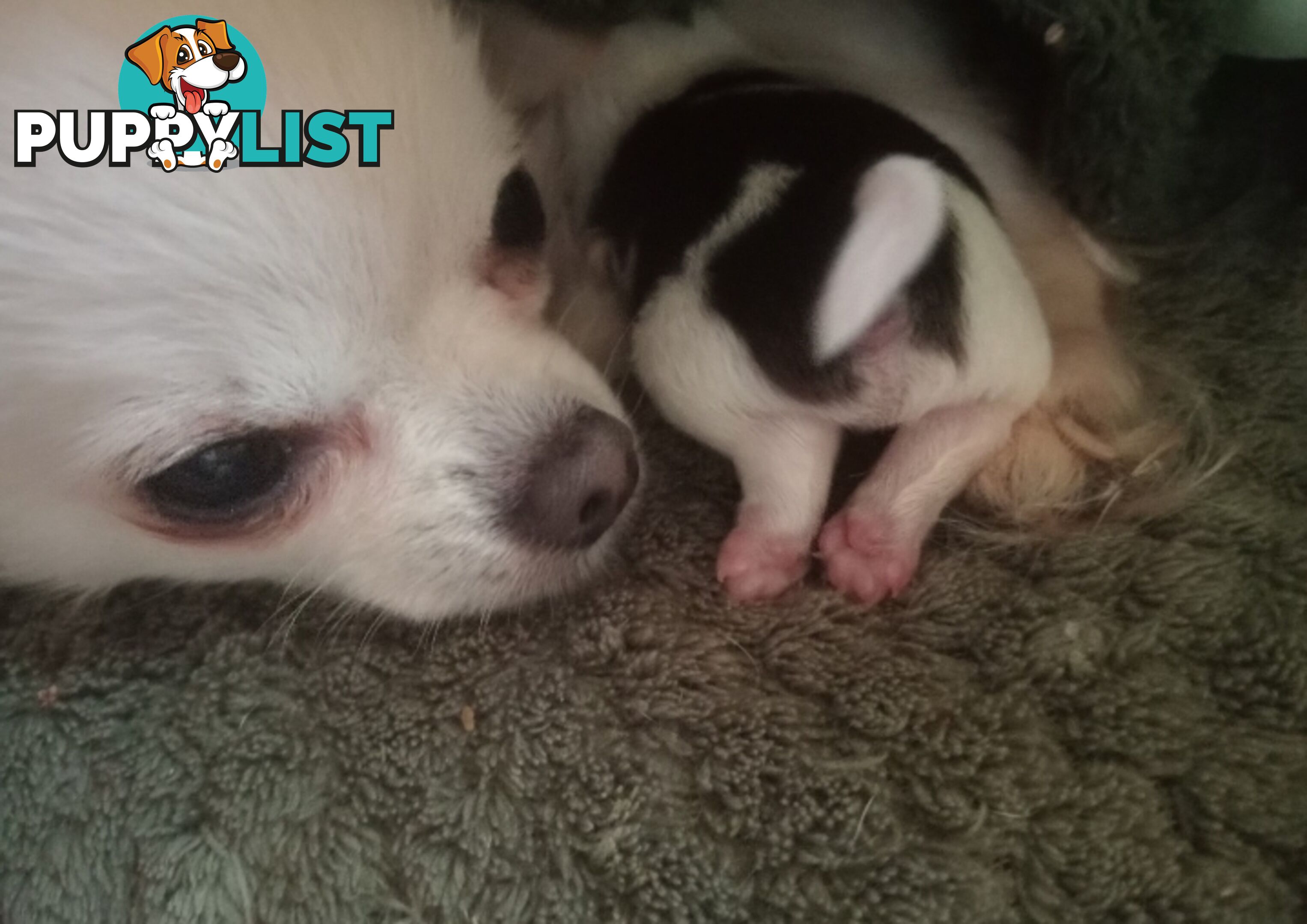 Extra small Applehead Chihuahua puppy!!