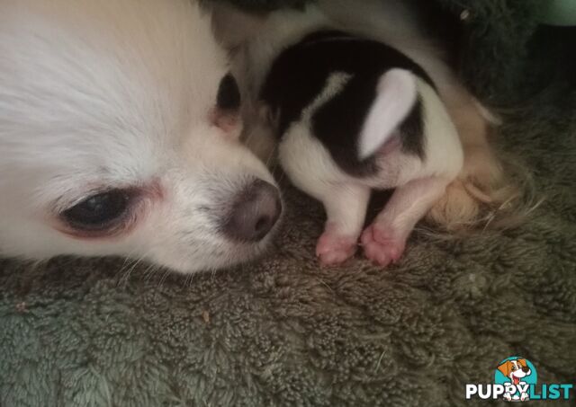 Extra small Applehead Chihuahua puppy!!