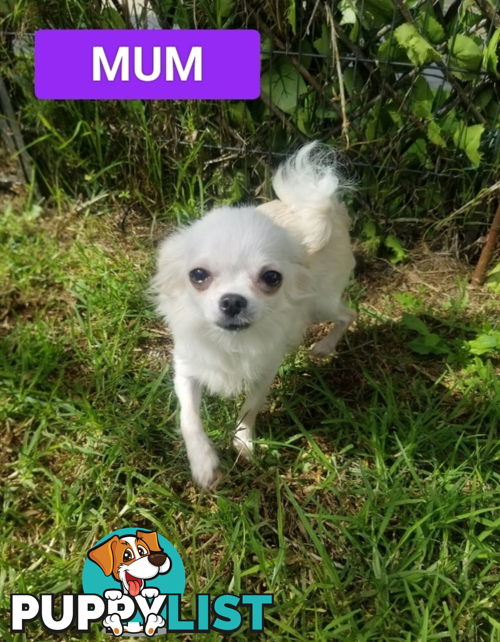 Extra small Applehead Chihuahua puppy!!