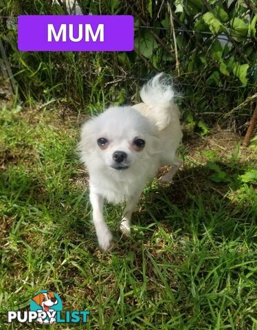 Extra small Applehead Chihuahua puppy!!