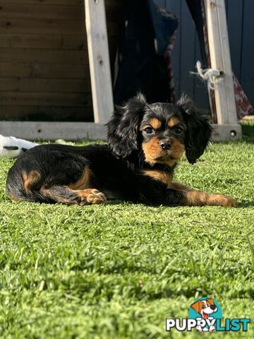 Purebred King Charles cavalier