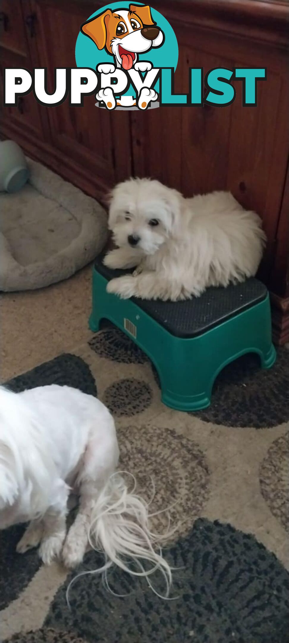 Maltese pure