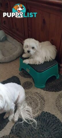 Maltese pure