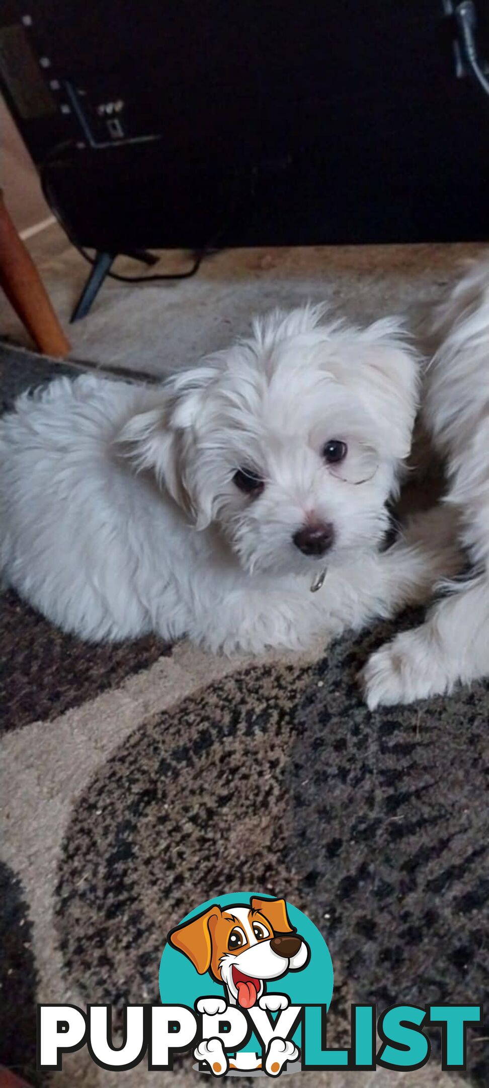 Maltese pure