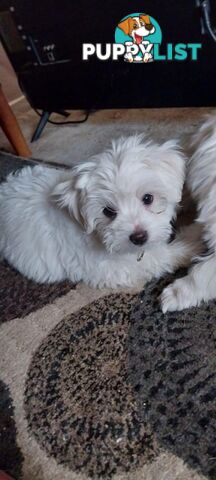 Maltese pure