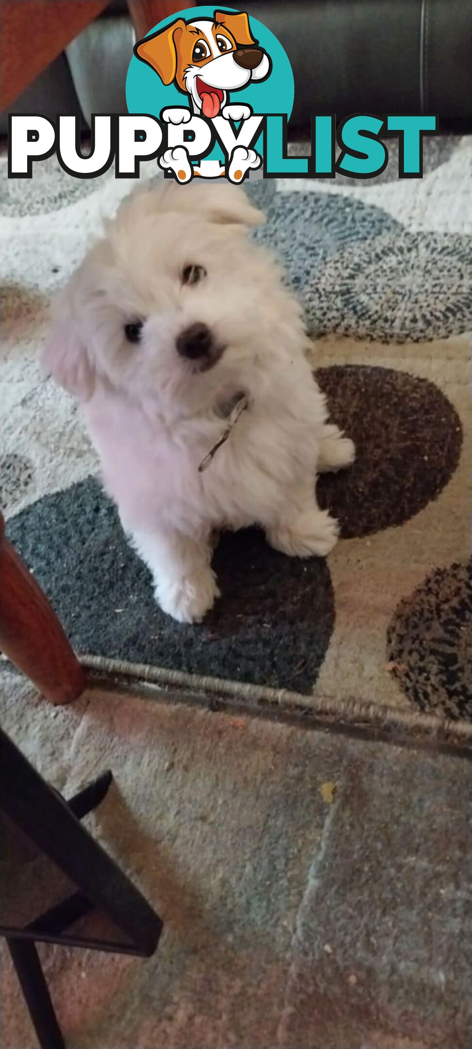 Maltese pure