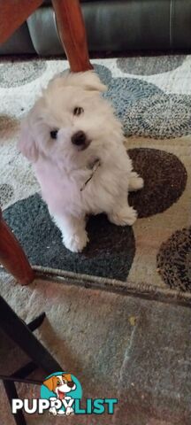 Maltese pure