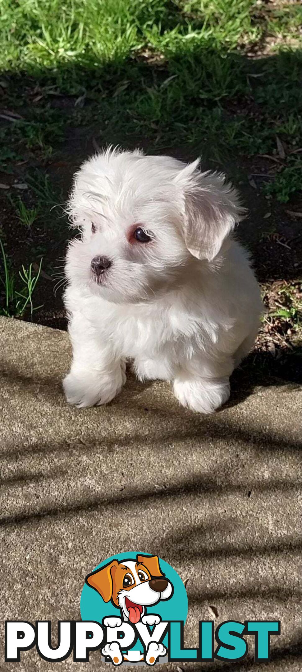 Maltese pure