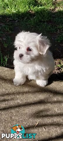 Maltese pure