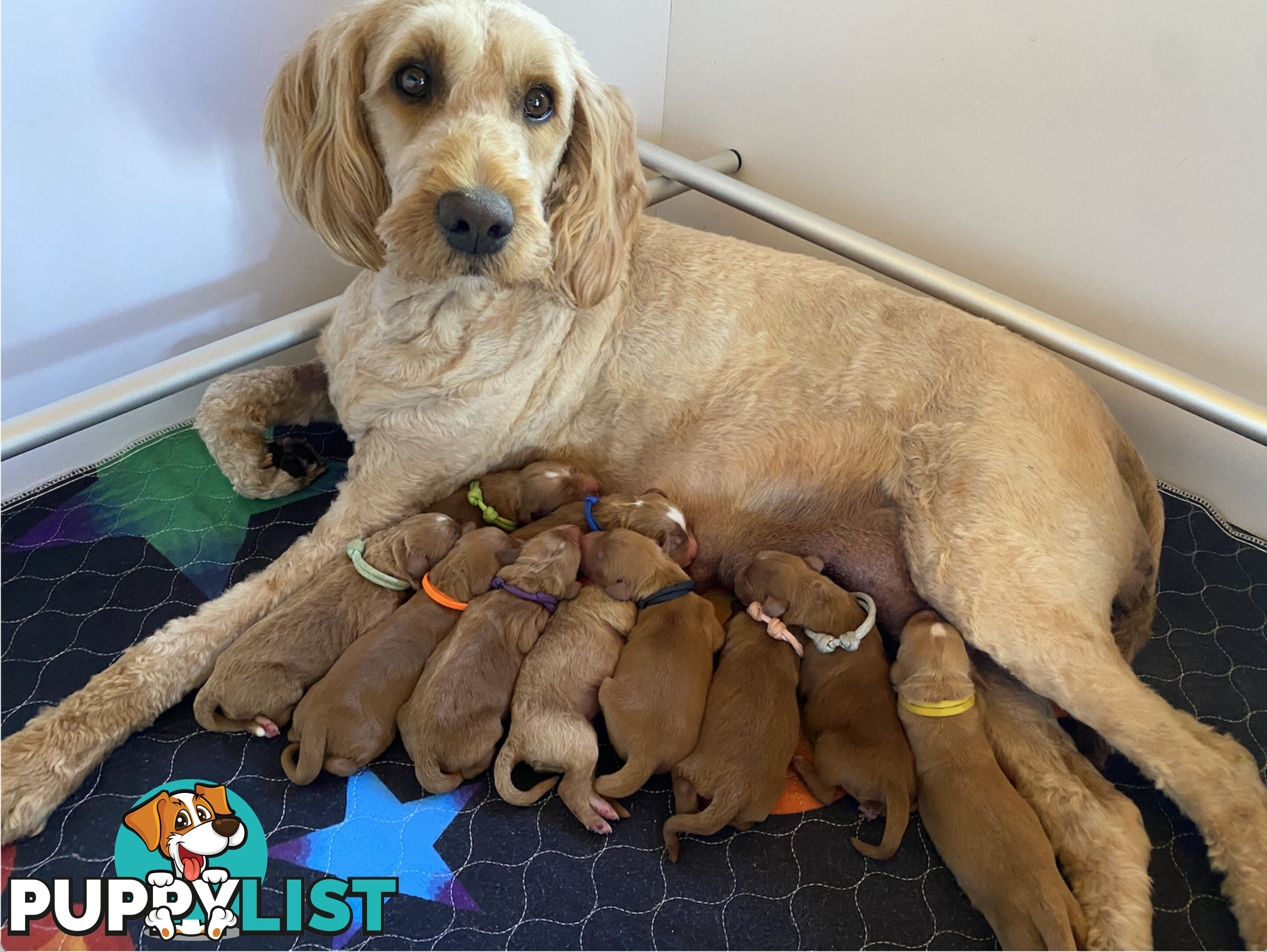 Family Raised Standard Groodle Puppies