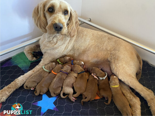 Family Raised Standard Groodle Puppies