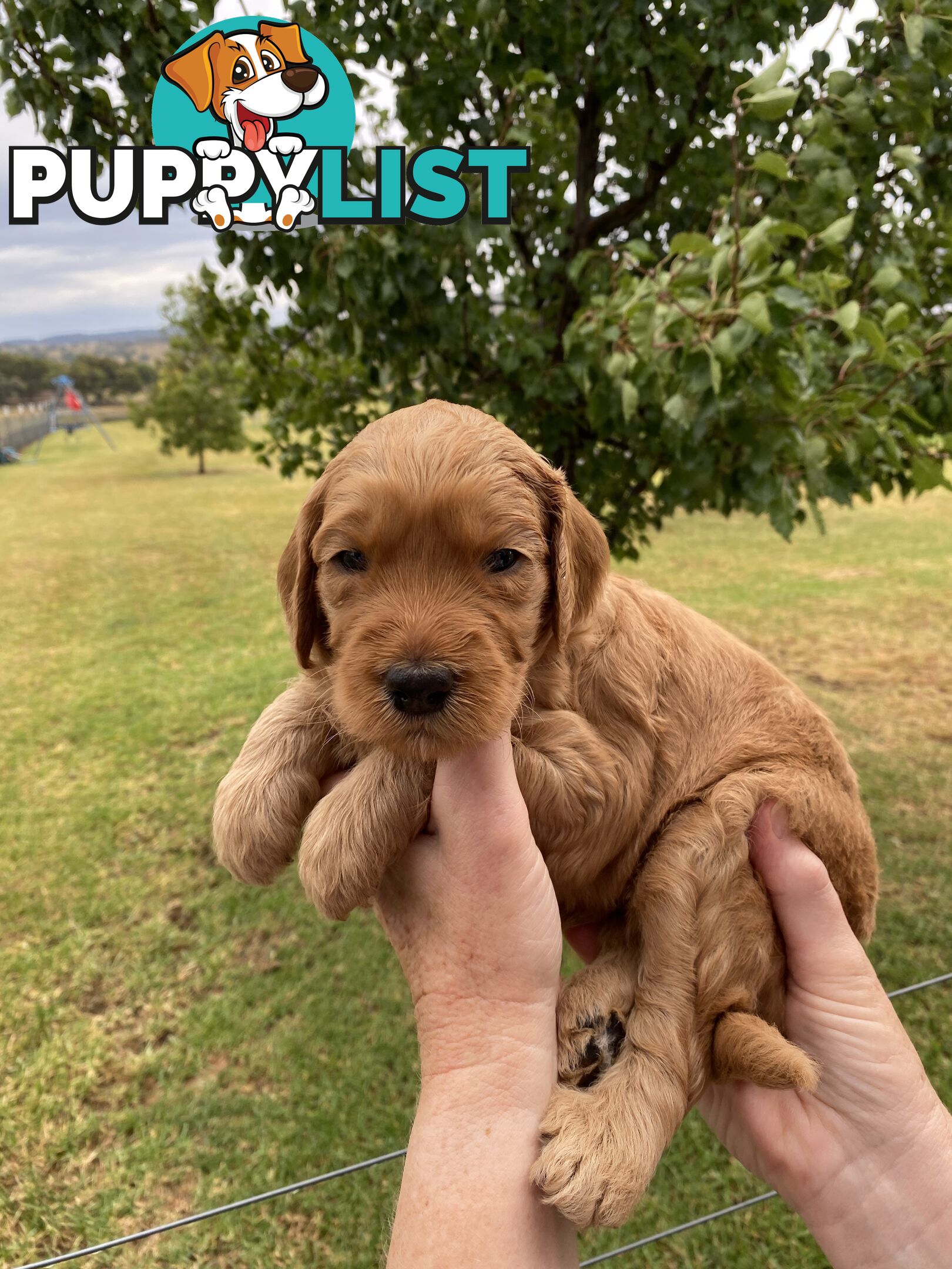 Family Raised Standard Groodle Puppies