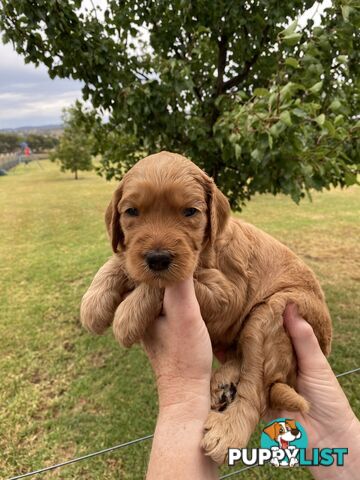 Family Raised Standard Groodle Puppies