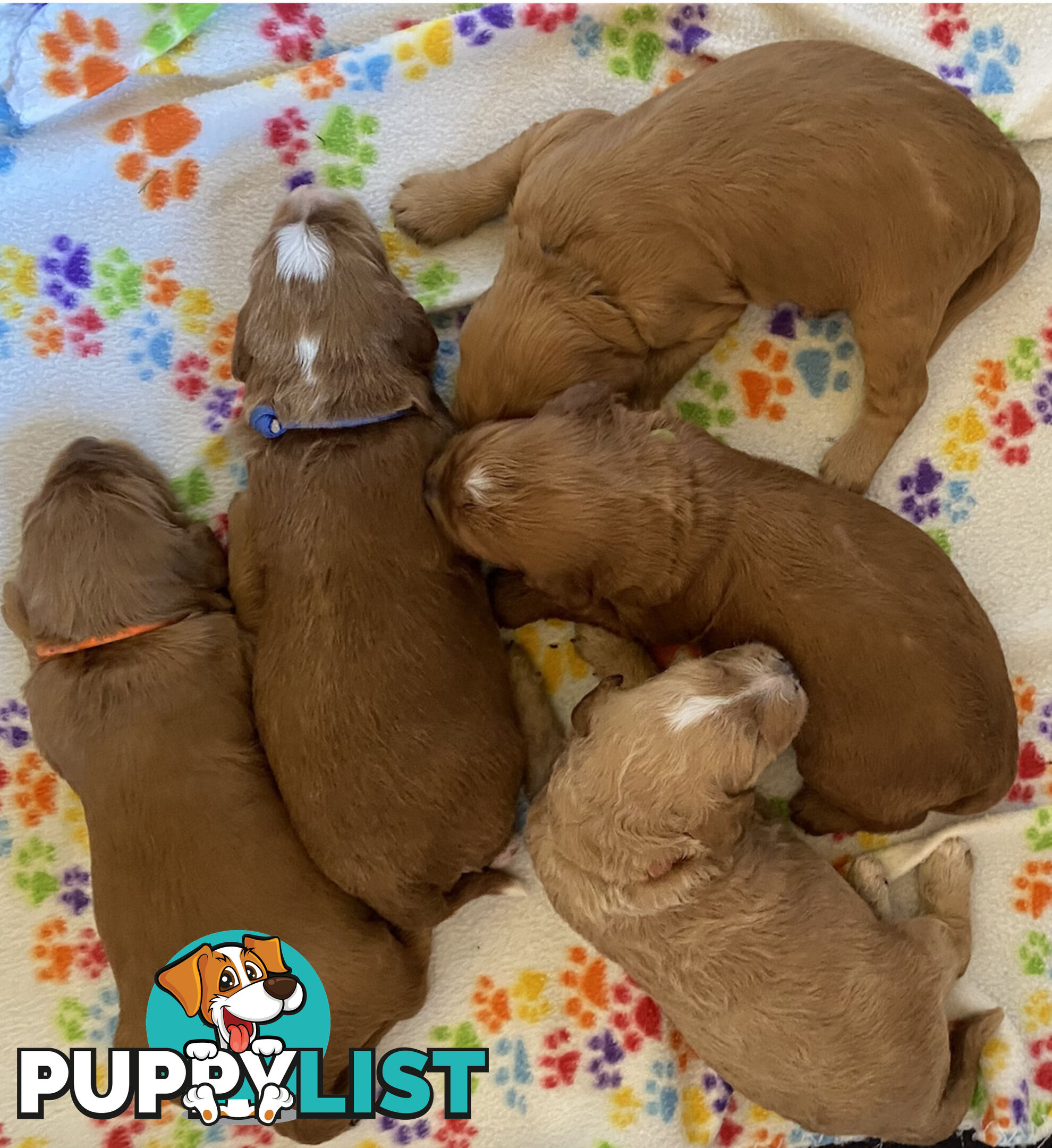 Family Raised Standard Groodle Puppies