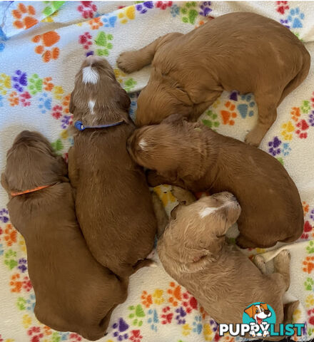 Family Raised Standard Groodle Puppies