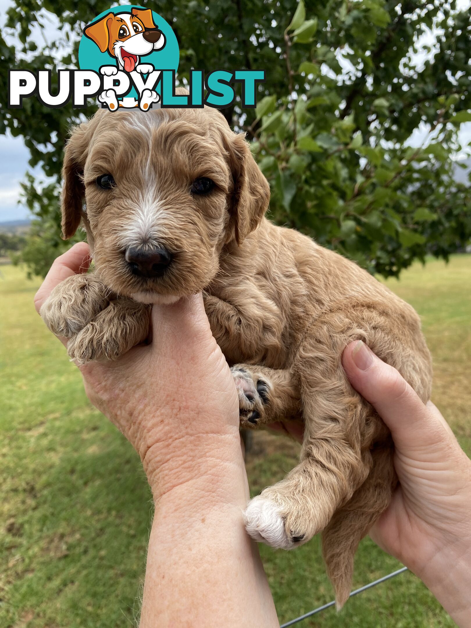 Family Raised Standard Groodle Puppies