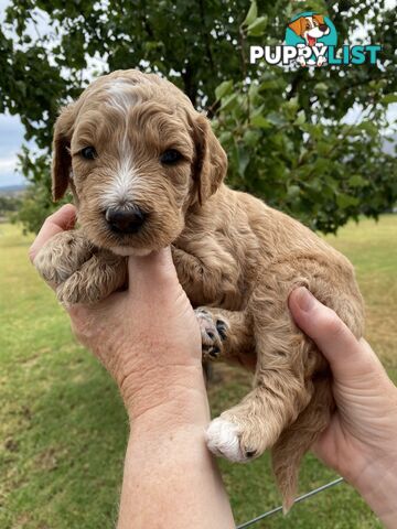 Family Raised Standard Groodle Puppies