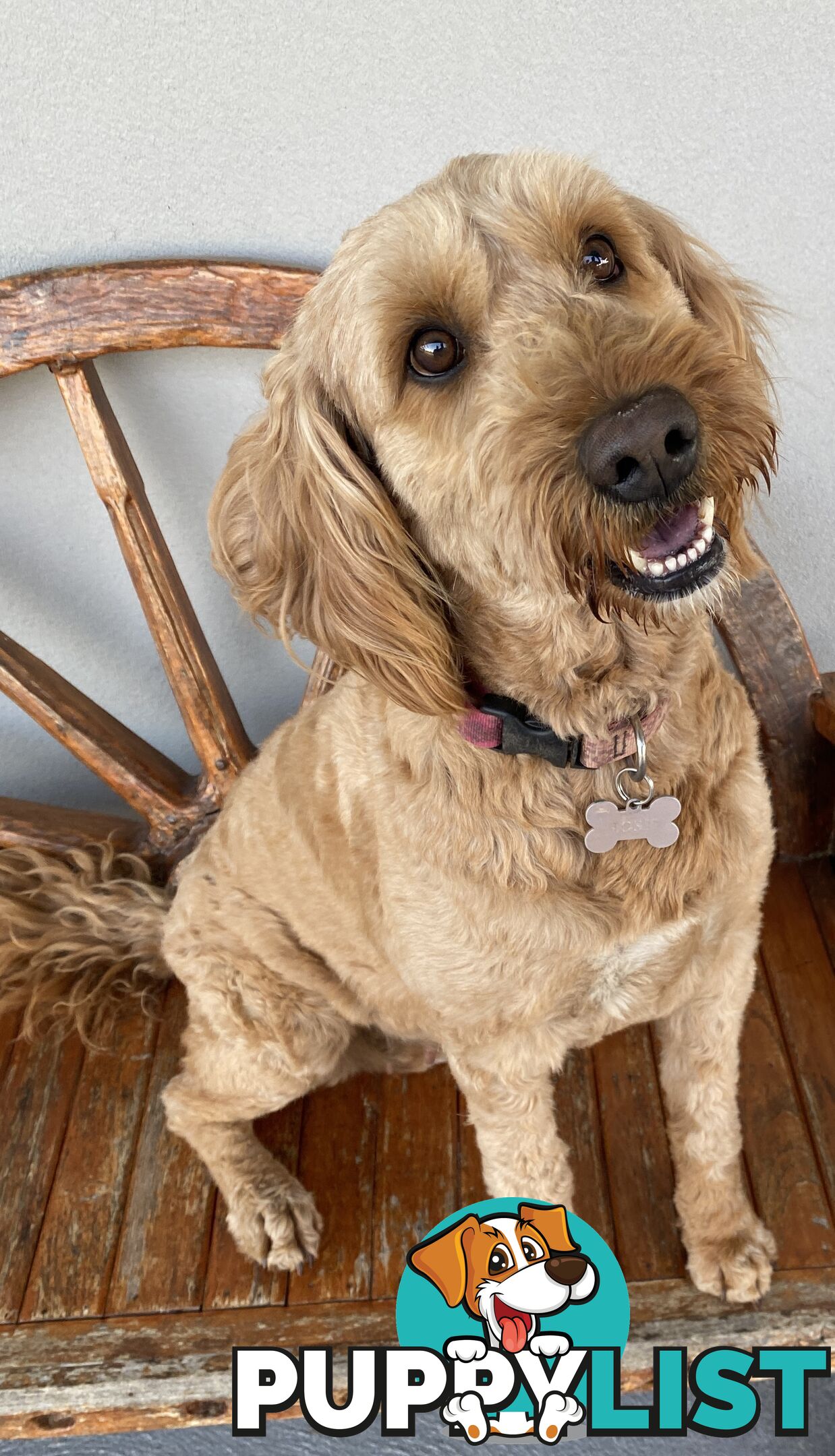 Family Raised Standard Groodle Puppies