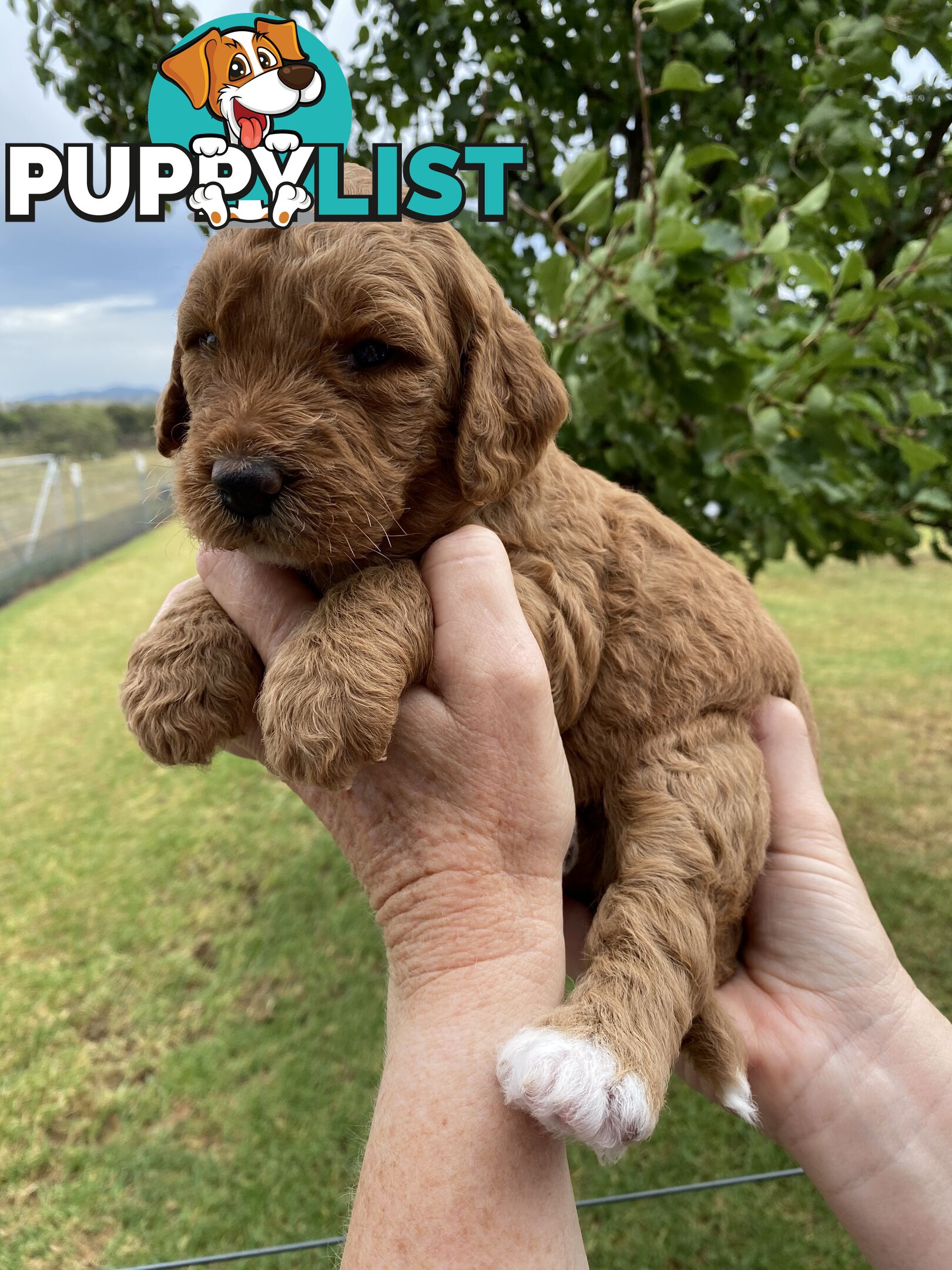 Family Raised Standard Groodle Puppies