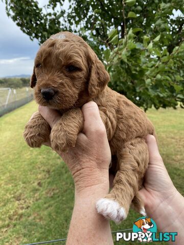 Family Raised Standard Groodle Puppies