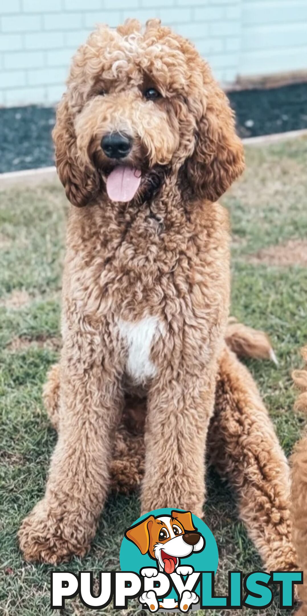 Family Raised Standard Groodle Puppies