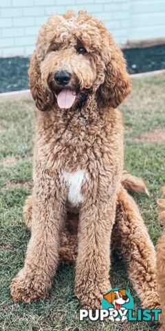 Family Raised Standard Groodle Puppies