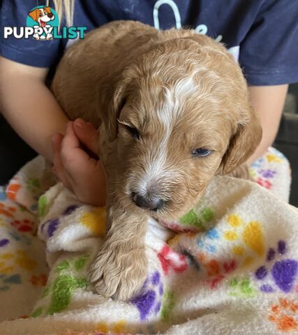 Family Raised Standard Groodle Puppies