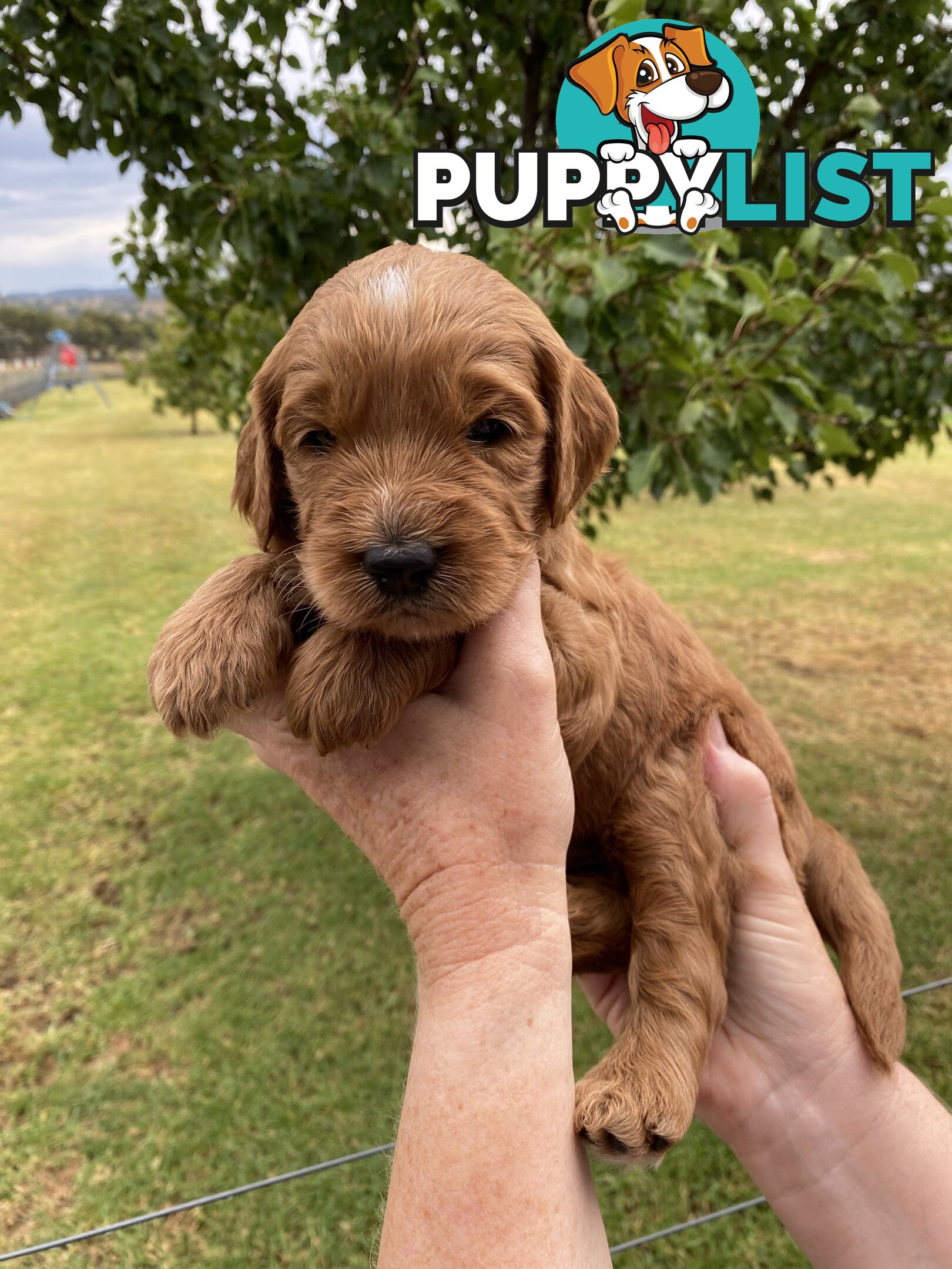 Family Raised Standard Groodle Puppies