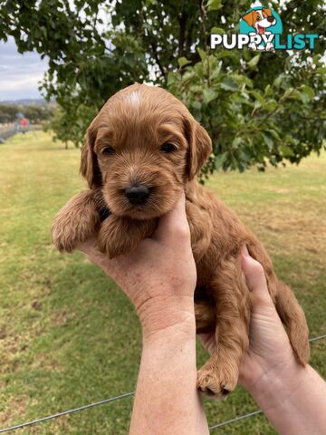 Family Raised Standard Groodle Puppies