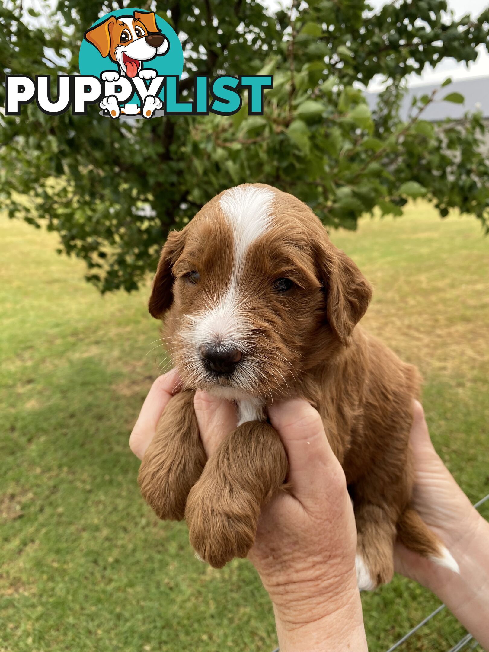 Family Raised Standard Groodle Puppies