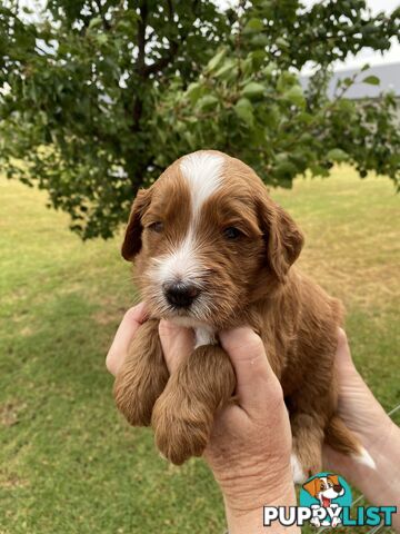 Family Raised Standard Groodle Puppies