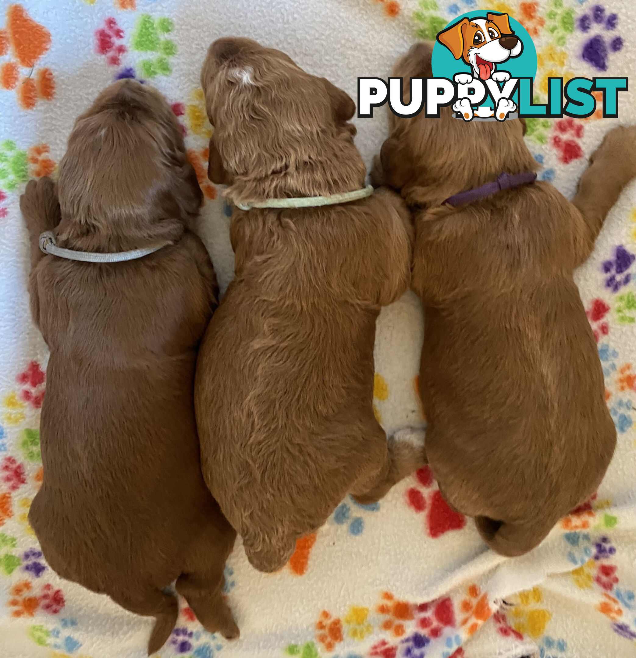 Family Raised Standard Groodle Puppies