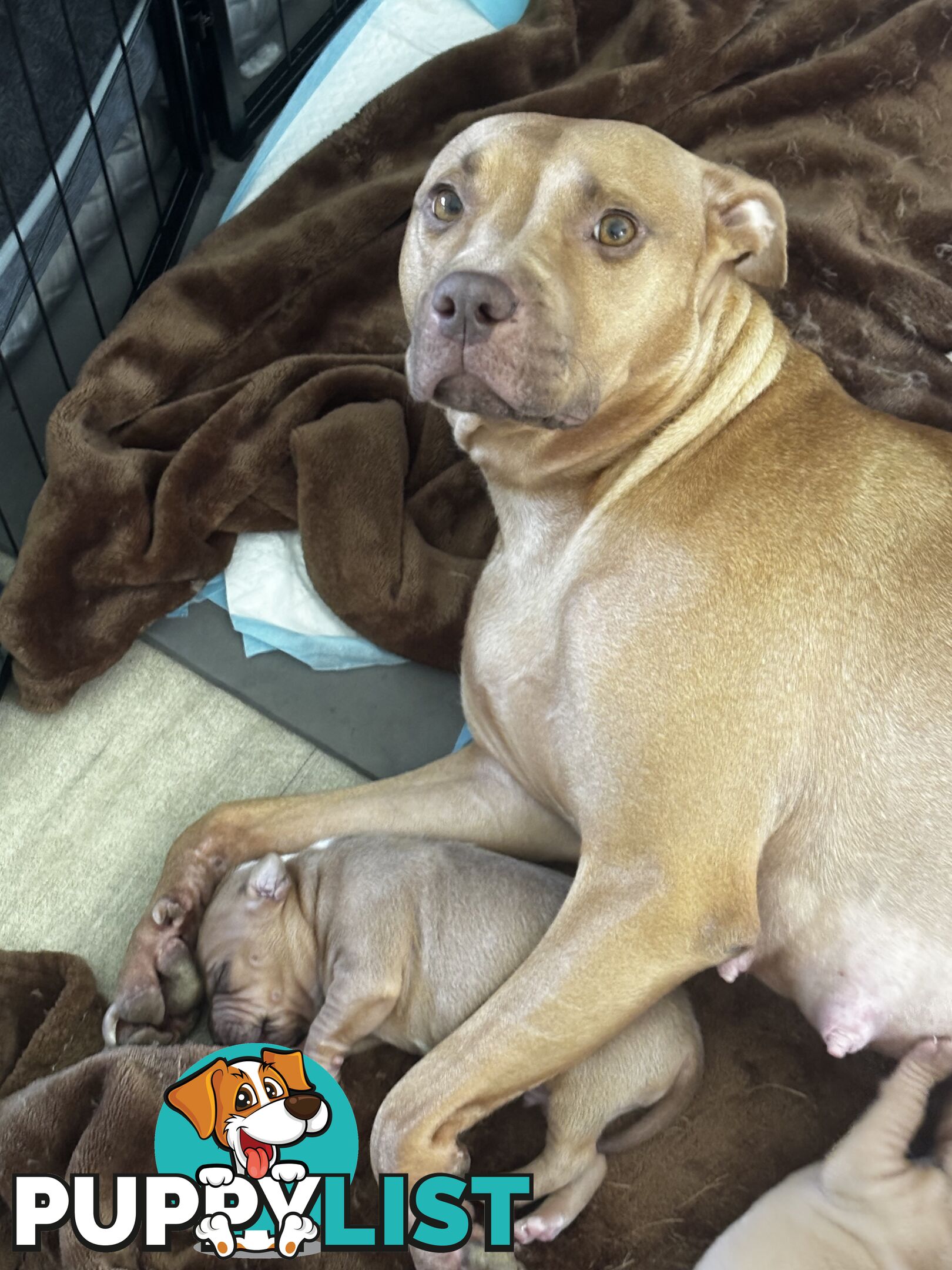 American  Staffy pups
