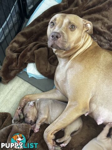American  Staffy pups