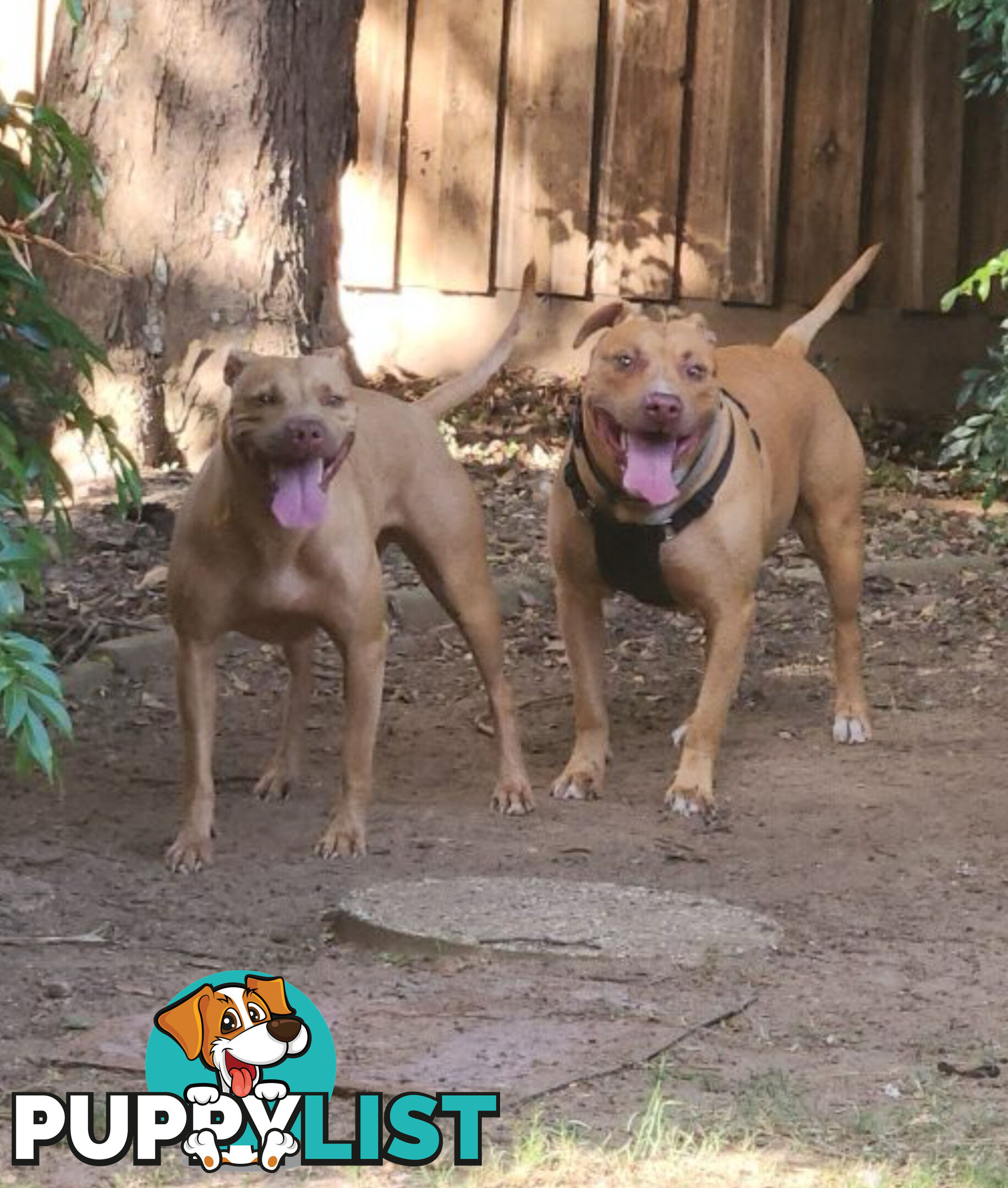 American  Staffy pups