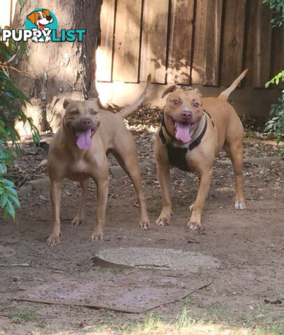 American  Staffy pups