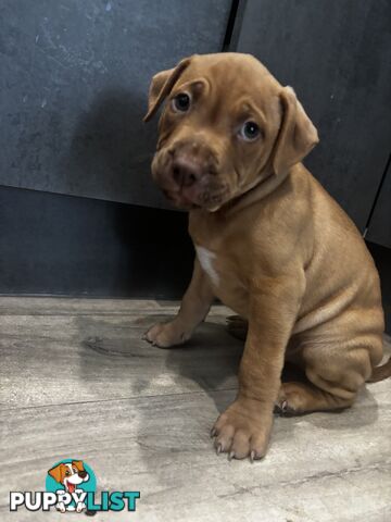 American  Staffy pups