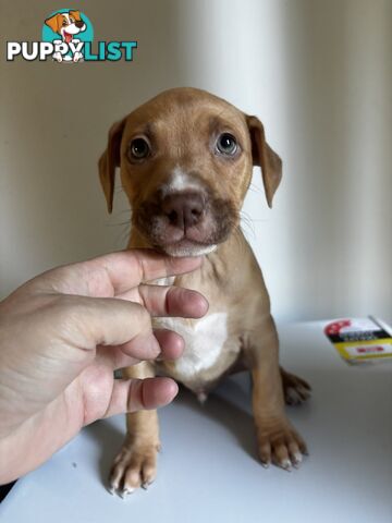 American  Staffy pups