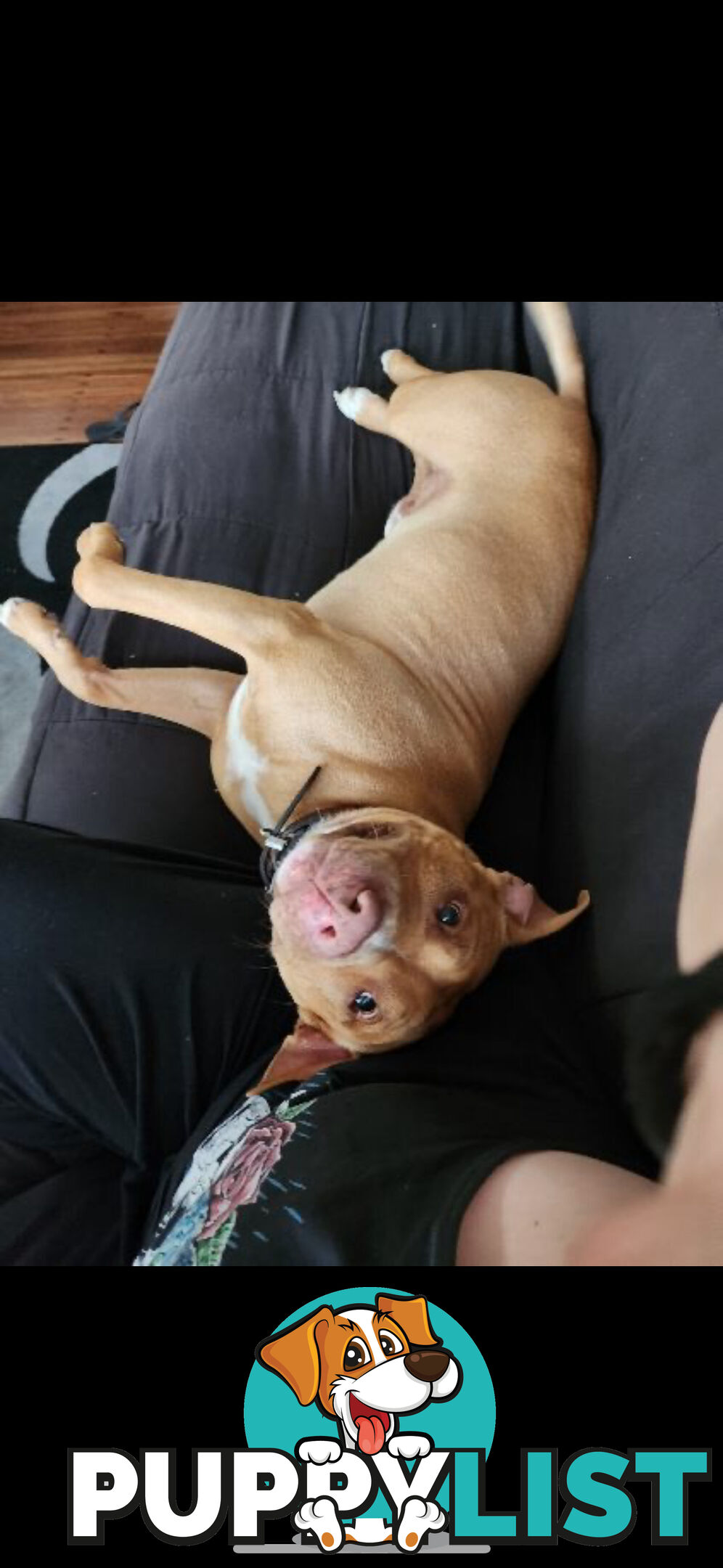 American  Staffy pups