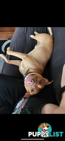 American  Staffy pups