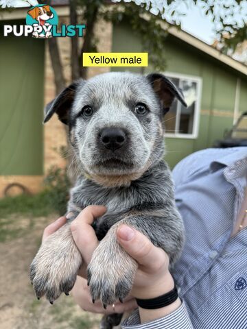 Blue Heeler Puppies