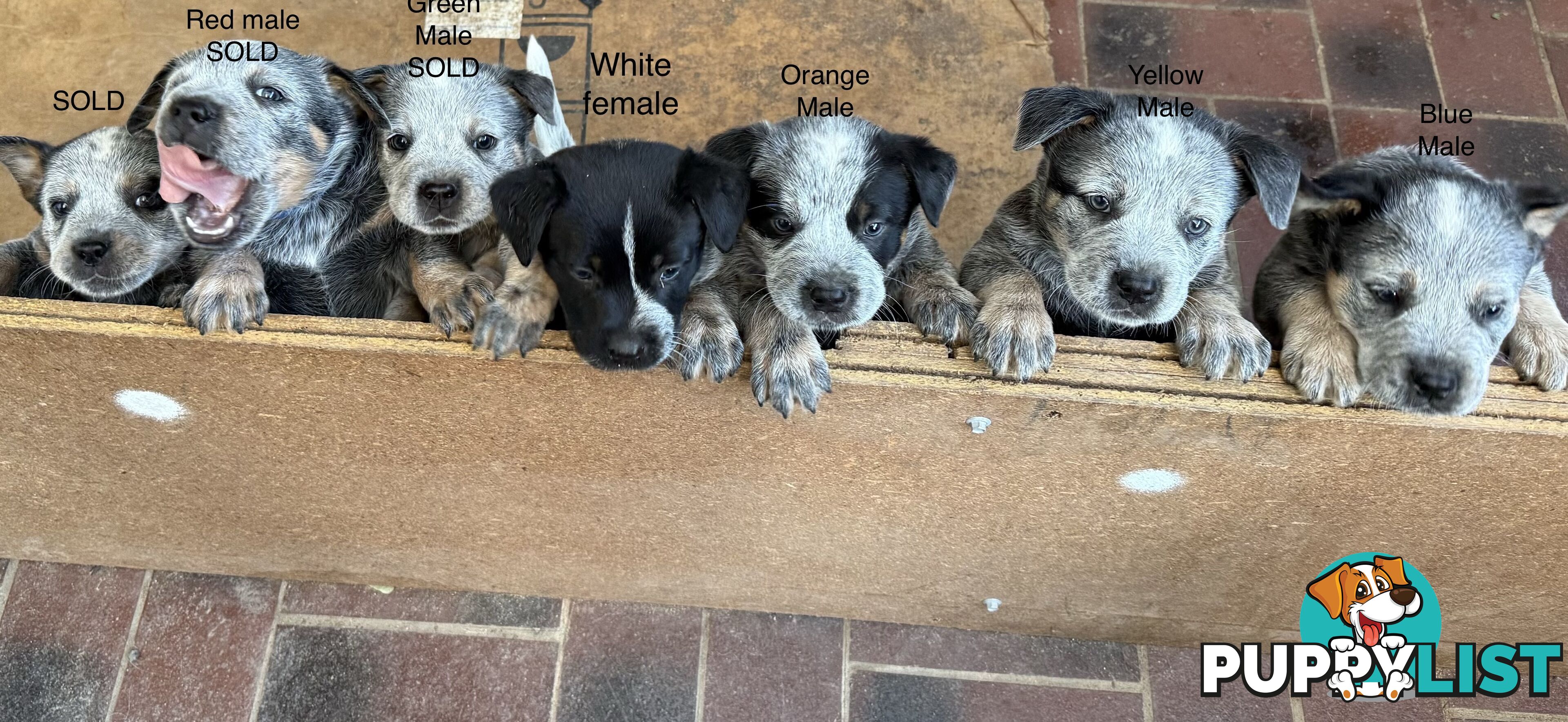 Blue Heeler Puppies