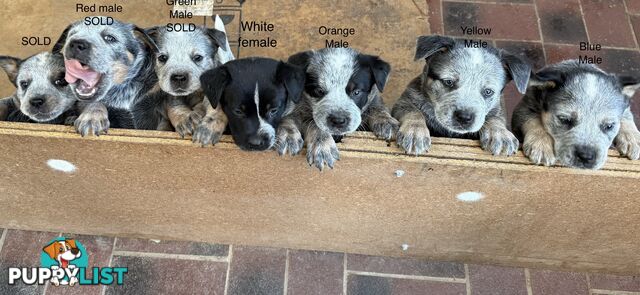 Blue Heeler Puppies
